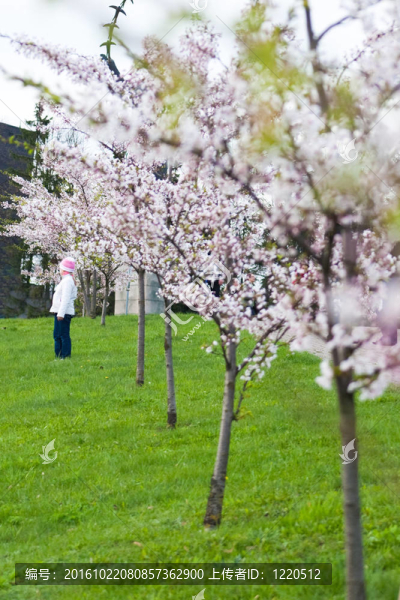 兒童站在櫻花花園