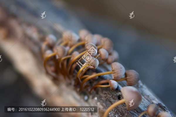 蘑菇