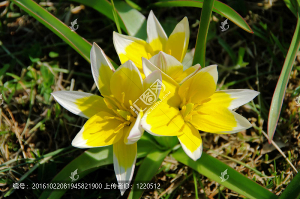 wildtulpe野生郁金香02