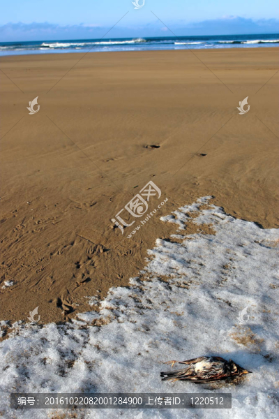 海灘上的死鳥