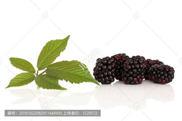 黑莓果