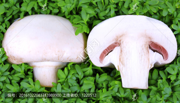 香菇半新鮮的綠色水芹