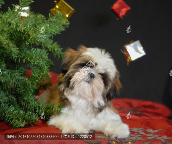 幼犬在圣誕樹(shù)下