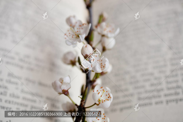 櫻花和書