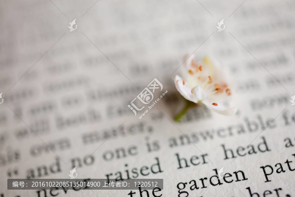 櫻花和書