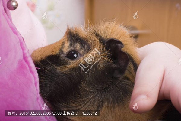 豚鼠