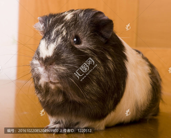 豚鼠