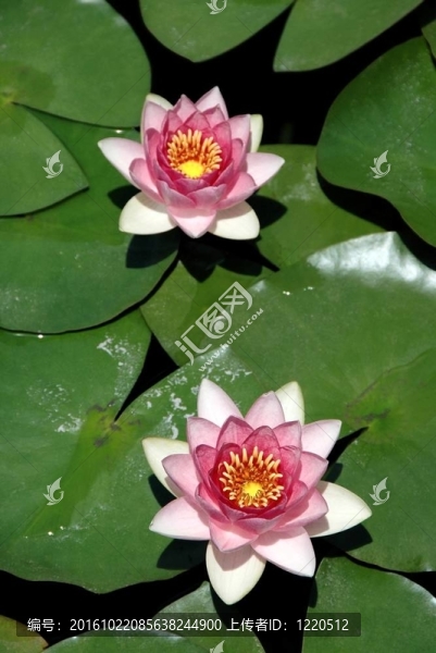 水百合
