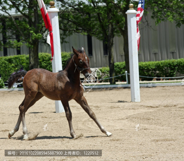 lippizan小馬