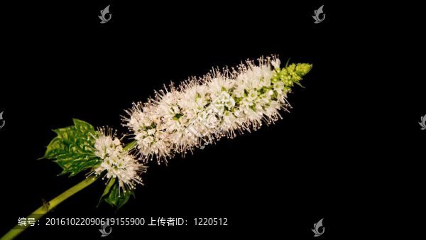 薄荷植物上的花