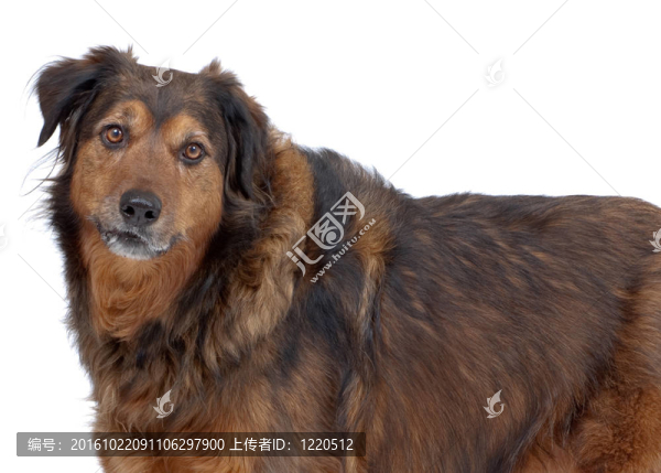 貪婪的狗