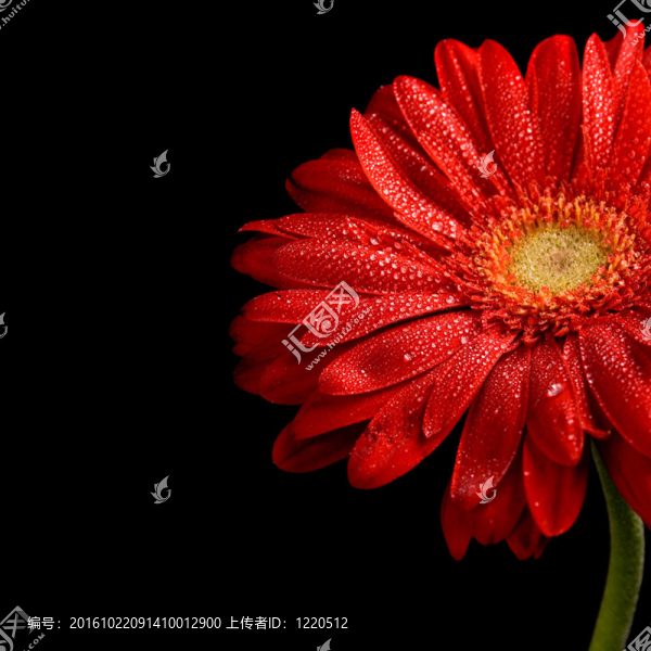紅太陽