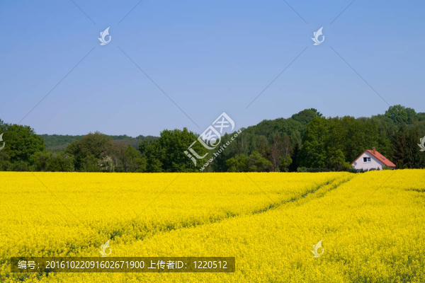 油菜田