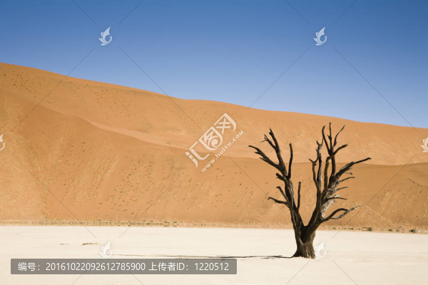 死樹