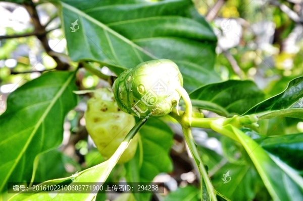 諾麗果
