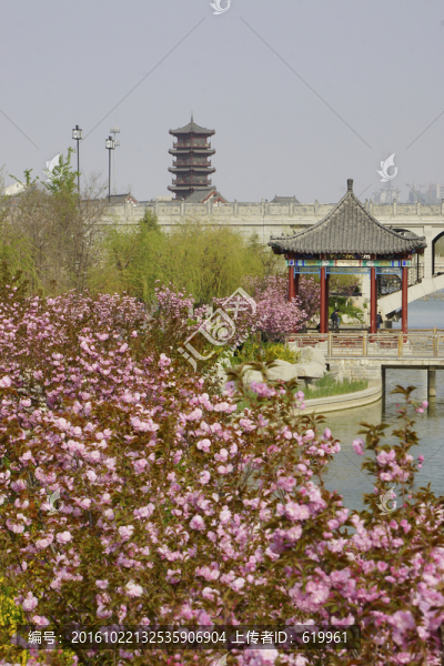 亭子櫻花
