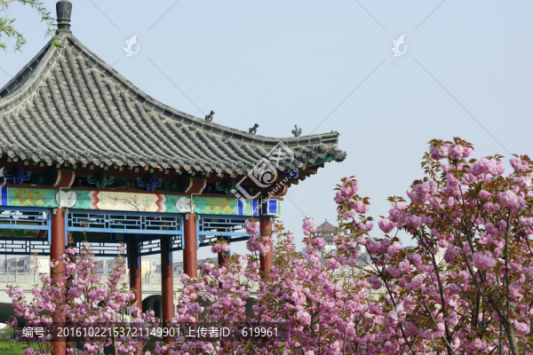 涼亭櫻花