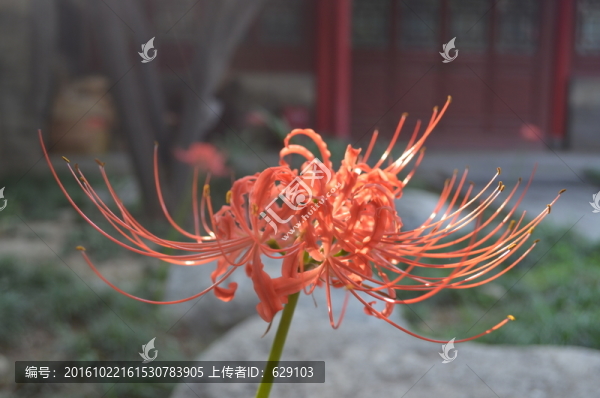 彼岸花