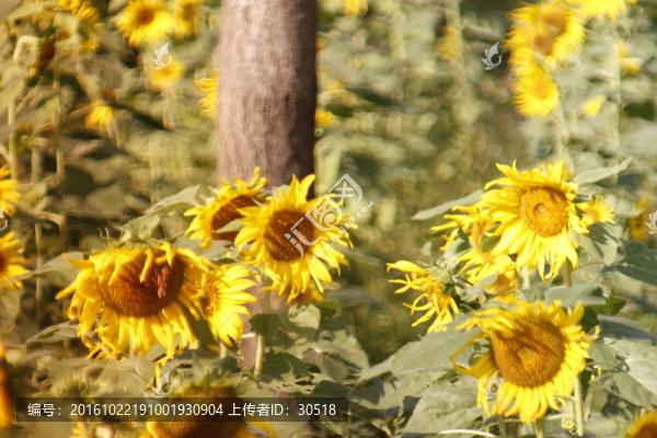 葵花花田