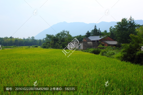 田園