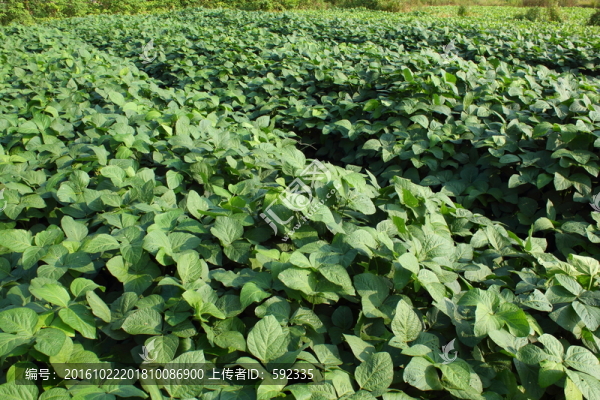 毛豆