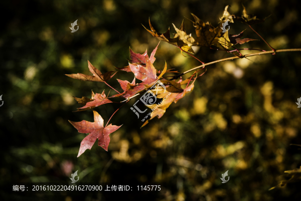 楓葉楓樹