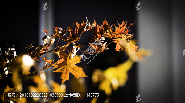 楓葉楓樹(shù)