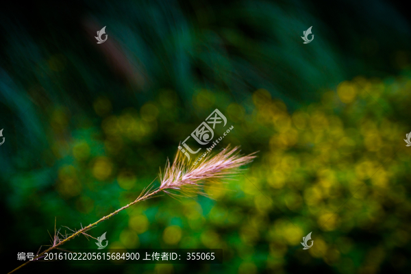 秋葉