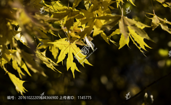 楓葉楓樹