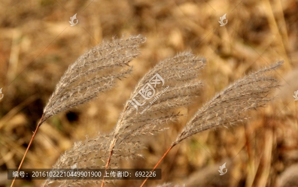 紅毛草