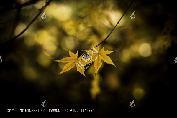 楓樹(shù)楓葉