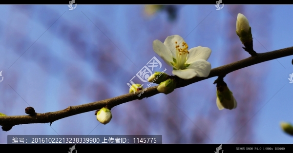 桃花,杏花