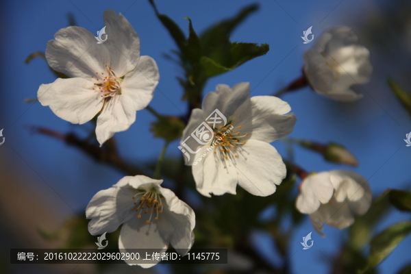 花卉