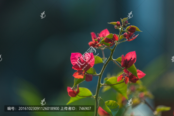 三角梅花卉
