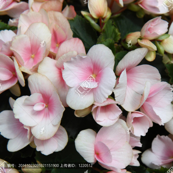 淺粉紅色結(jié)節(jié)海棠花