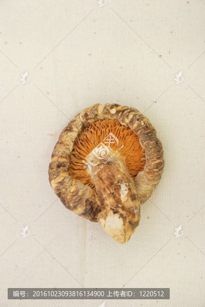 單一的干香菇