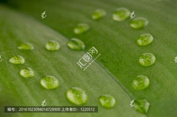 心形的露珠落在綠葉上，淺景深