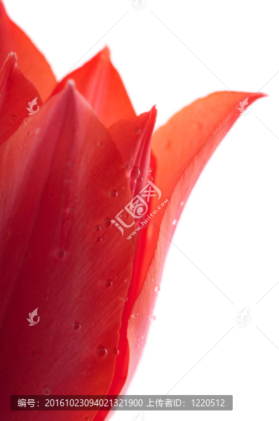 紅色的郁金香，把帶著露水的白色