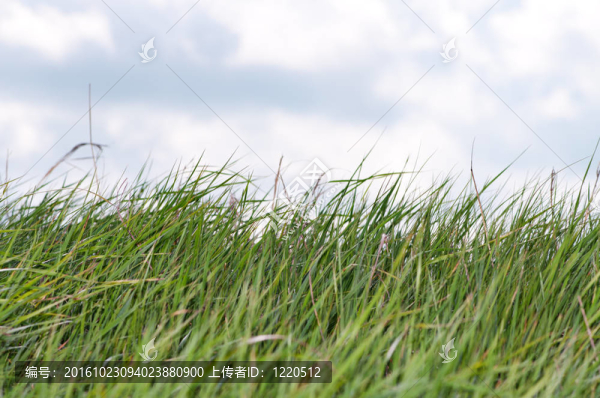 綠草和藍天