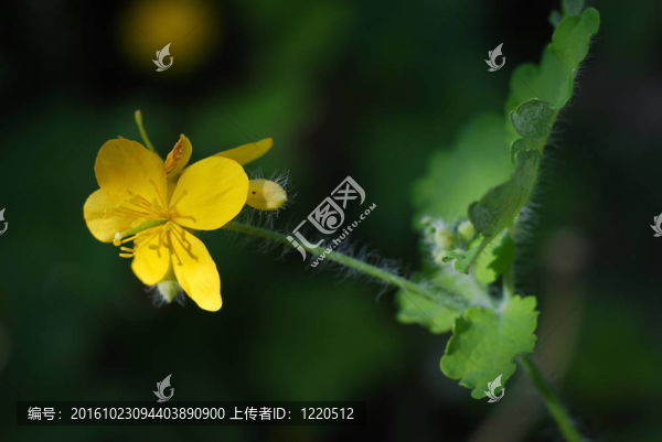 白屈菜