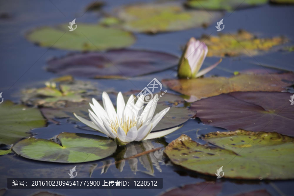 水百合
