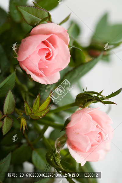 粉薔薇