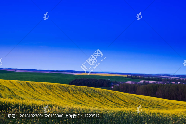 油菜田