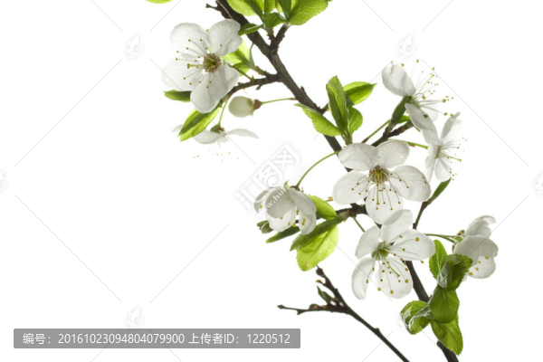 蘋果樹的花