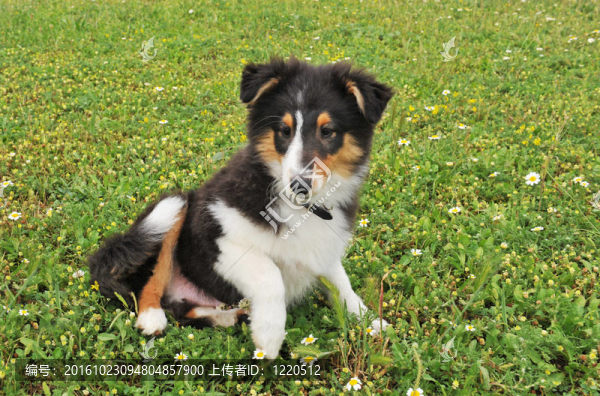 小狗喜樂蒂犬