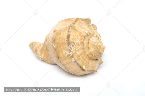 珍珠貝殼