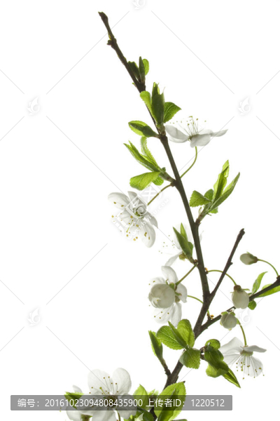 蘋果樹的花