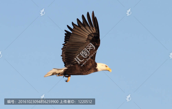 成年禿鷹（白頭海雕）