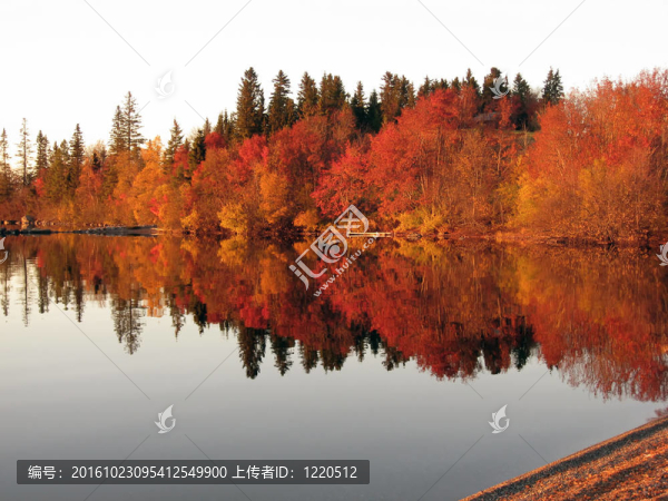 在鏡湖紅樹木反射