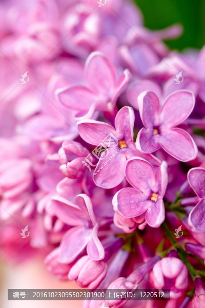 新鮮的丁香花